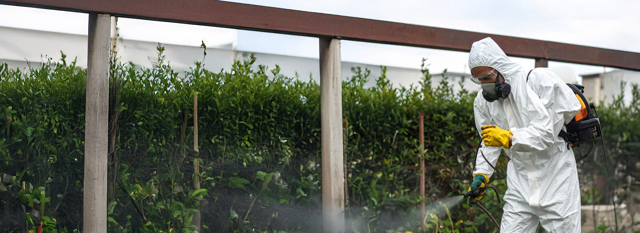 Overoles Desechables